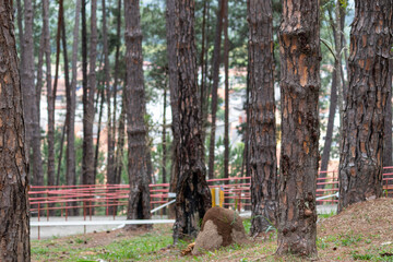 Image taken at Alberto Simões Park in São José dos Campos, São Paulo, Brazil.