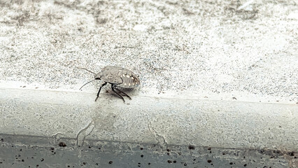 Small insect crawling on a textured surface showcasing intricate details and natural habitat