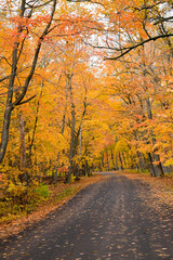 Dirt road winding through the autumn color forest