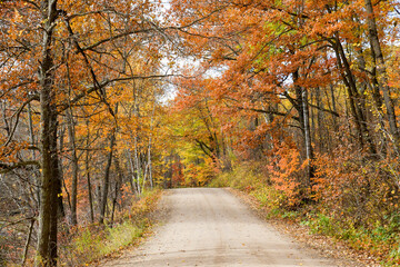 Dirt road winding through the autumn color forest