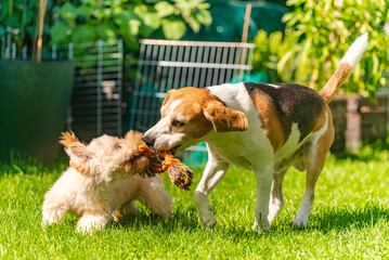 Energetic Tug-of-War Between Beagle and Maltipoo Puppy