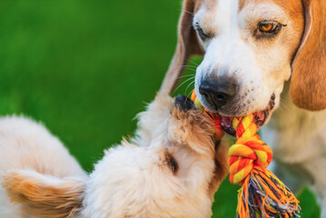 Beagle and Maltipoo Puppy Tug-of-War Face-to-Face