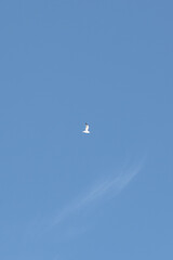 bird flying in the sky