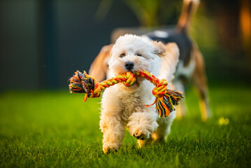 Maltipoo Puppy Running with Rope Toy in Mouth