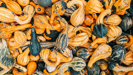 Colorful assortment of decorative gourds and pumpkins arranged in a vibrant autumn display