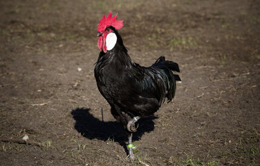 Proud Rooster Standing on one Leg