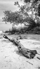 tree on the beach