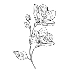 Floral black outline, coloring page with moderate detail, educational element, on a transparent background ready for printing