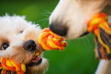 Close-Up Tug-of-War with Maltipoo Puppy