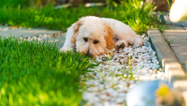 Maltipoo Puppy Resting on Garden Stones