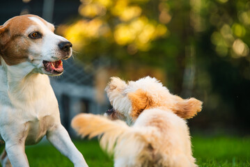 Beagle and Maltipoo Puppy Playing Together Outdoors
