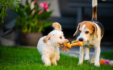 Maltipoo Puppy and Beagle Playing in the Backyard