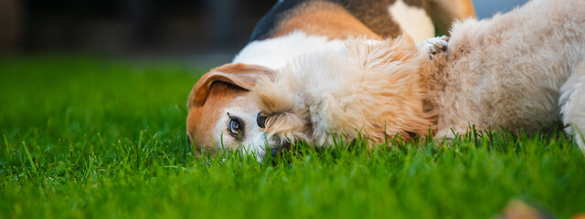 Beagle and Maltipoo Puppy Relaxing on Grass Panoramic