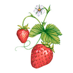 Watercolor illustrations of Strawberry branches with red ripe berries, blooming flowers and green leaves. Botanical Illustration of strawberry bush with berries and tendrils for package, cosmetic