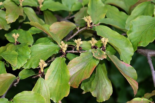 Parrotia persica shrub and small  flowers close up