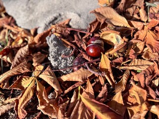 Fallen Aesculus hippocastanum (horse chestnut) fruit on the ground with its spiky shell open, surrounded by dry brown leaves, symbolizing autumn and seasonal change in nature.