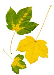 composition of various colorful leaves as pattern