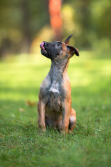 Beautiful Belgian Malinois Puppy Sitting on Green Grass Outdoors. Close-up Pet Portrait in High Quality