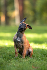 Beautiful Belgian Malinois Puppy Sitting on Green Grass Outdoors. Close-up Pet Portrait in High Quality