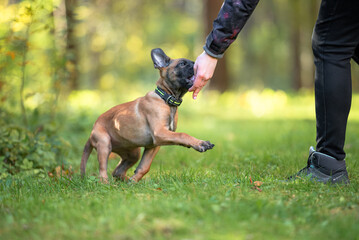 Beautiful Belgian Malinois Puppy Playing and Training Outdoors on Grass. Close-up Pet Portrait in High Quality