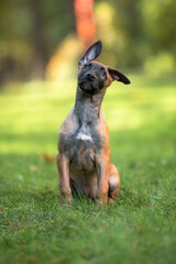 Beautiful Belgian Malinois Puppy Sitting on Green Grass Outdoors. Close-up Pet Portrait in High Quality