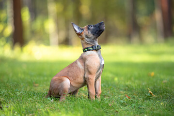 Beautiful Belgian Malinois Puppy Sitting on Green Grass Outdoors. Close-up Pet Portrait in High Quality