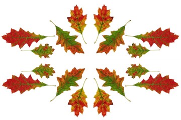 composition of various colorful leaves as pattern