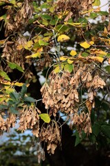 autumnal leaves and brown dry winged seeds of Acer Negundo treein the forest