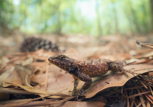 Close-up side view of an Eastern fence lizard (Sceloporus undulatus) amongst dead leaves on the forest floor, Florida, USA
