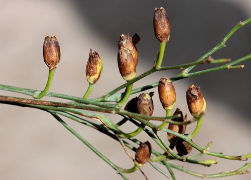 seed vessels as fruits of Nicotiana glauca plant,close up