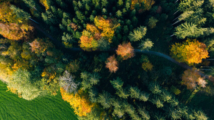 Dark Pine Forest with Autumn Color Spots Aerial Germany