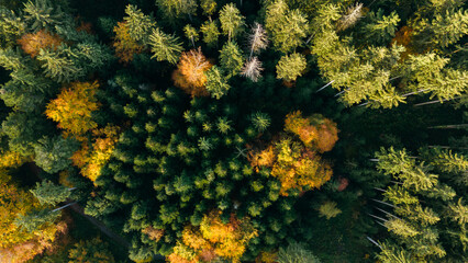 Evergreen and Deciduous Forest Mix Aerial Autumn View Germany