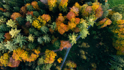 Narrow Road Cutting Through Autumn Forest Aerial Top View