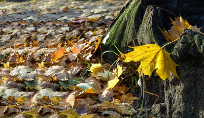 Maple leaf on a dry stump against a background of fallen leaves.