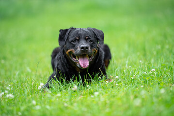 Close-Up Portrait of a Smiling Rottweiler Outdoors on a Green background