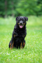 Close-Up Portrait of a Smiling Rottweiler Outdoors on a Green background