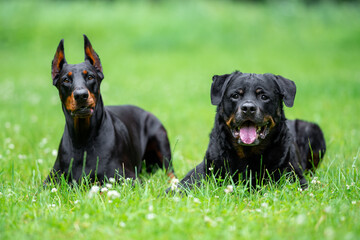 Beautiful Rottweiler and Doberman Dogs Posing Together on Green Grass Outdoors. Close-up Pet Portrait in High Quality
