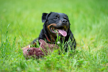 Close-Up Portrait of a Smiling Rottweiler Outdoors on a Green background