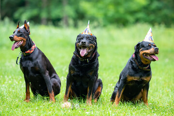 Beautiful Doberman and Rottweilers in Party Hats Sitting on Grass Together &mdash; Close-up Pet Portrait in High Quality