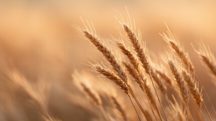 golden wheat field in sunset light