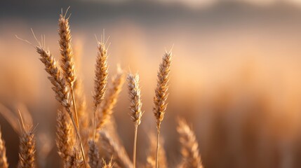 Fototapeta premium golden wheat field in sunset light
