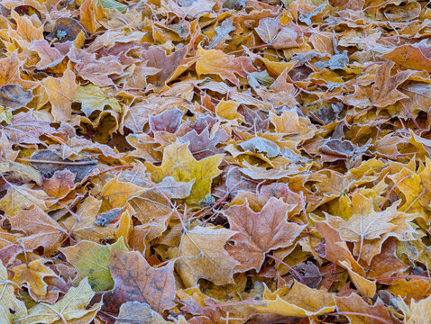 Background of autumn maple leaves covered with frost