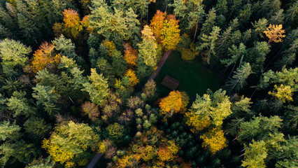 Aerial View of Mixed Forest Canopy in Autumn Germany