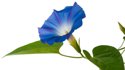 Vibrant blue morning glory flower blooming against a dark background