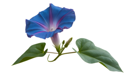 Vibrant blue morning glory flower with green leaves against a dark background