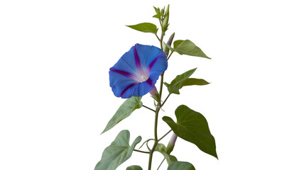Vibrant blue morning glory flower blooming on a vine against a dark background
