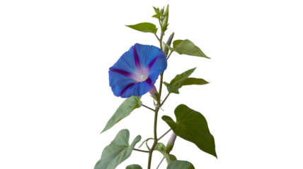 Vibrant blue morning glory flower blooming on a vine against a dark background