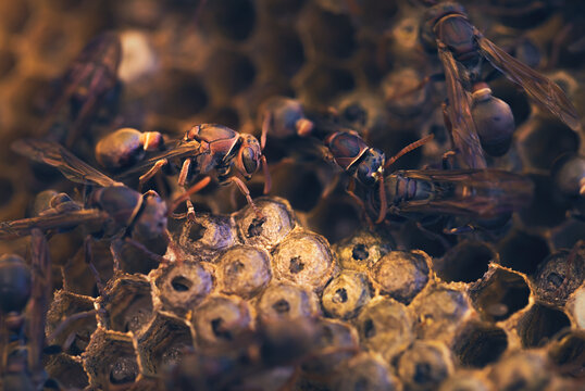 Close-up of Paper wasps on their nest with larva at different stages of development, Melbourne, Victoria, Australia