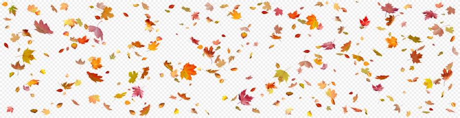 Colorful autumn leaves falling pattern with transparent background