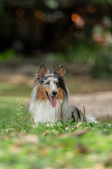 A Shetland sheepdog lying alone on the grass